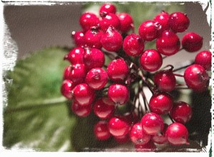 christmas holly berries