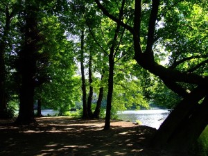 trees and lake