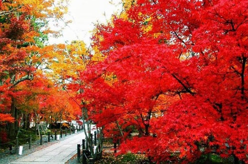 fall leaves red nov 7